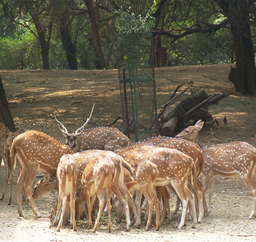 images for deer park varanasi